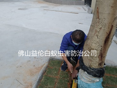 鹽步社區裝白蟻誘殺箱